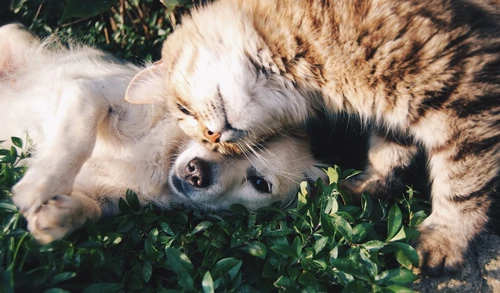 Happy dog with pet insurance protection
