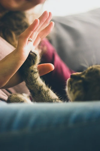 Minnesota dog owner reviewing pet insurance costs